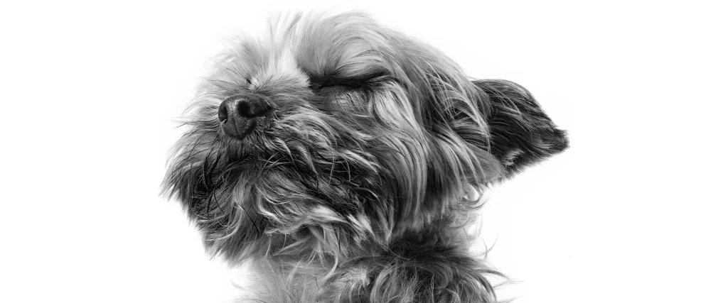 Dog Black White Fur Eyes Closed Peaceful Portrait
