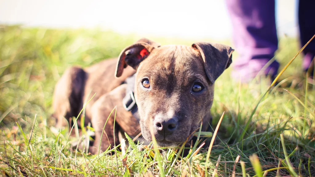 Dog Brown Eyes Grass Field Sunlight