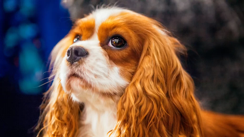 Dog Brown Fur White Face Big Eyes