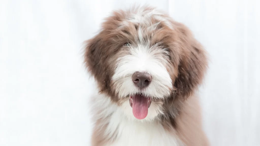 Dog Brown White Fur Tongue Out