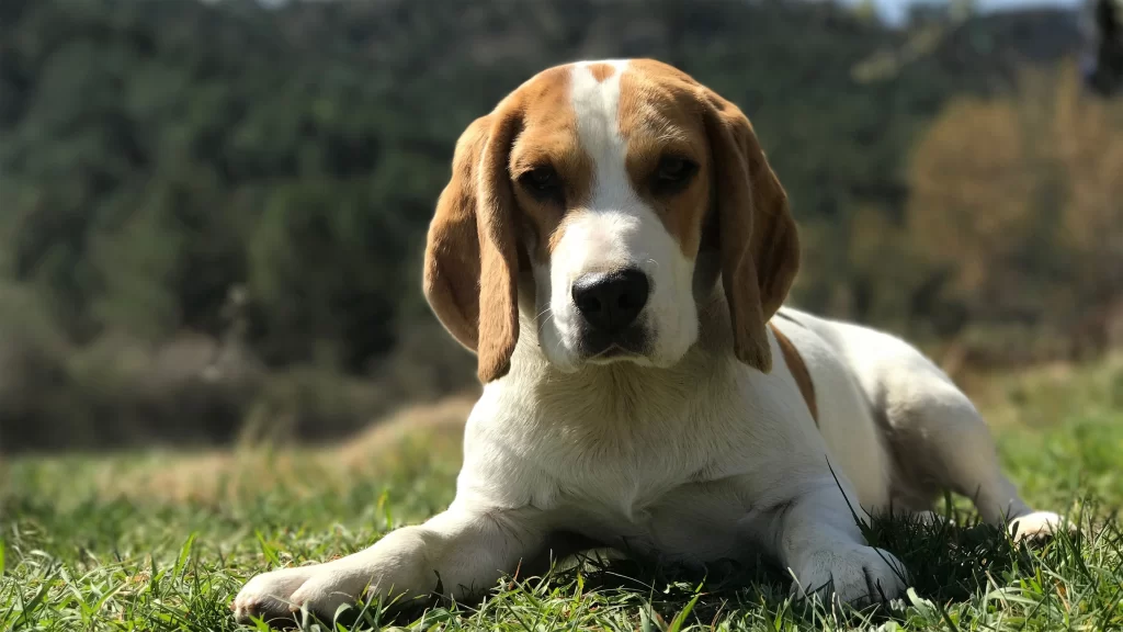 Dog Brown White Grass Nature