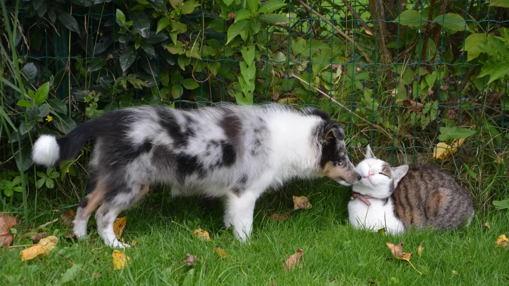 Dog Cat Friendship Outdoor Greenery