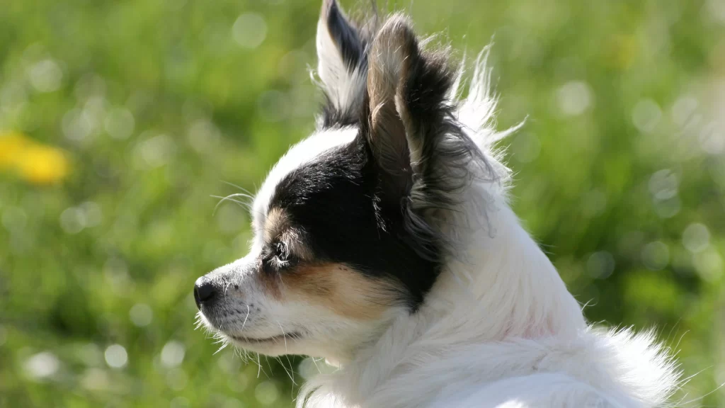 dog ears grass sunlight