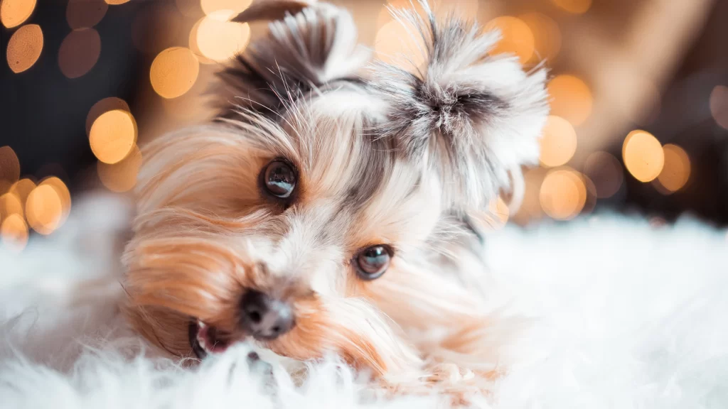 Dog Fur Eyes Smile Lights