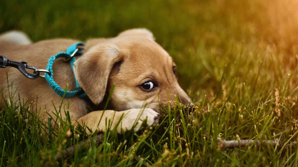 Dog Grass Blue Collar Curious Nature