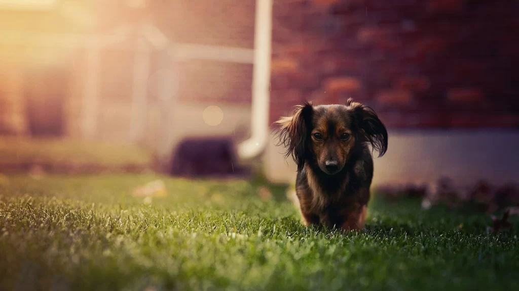 Dog Grass Sunlight Brick Wall Nature