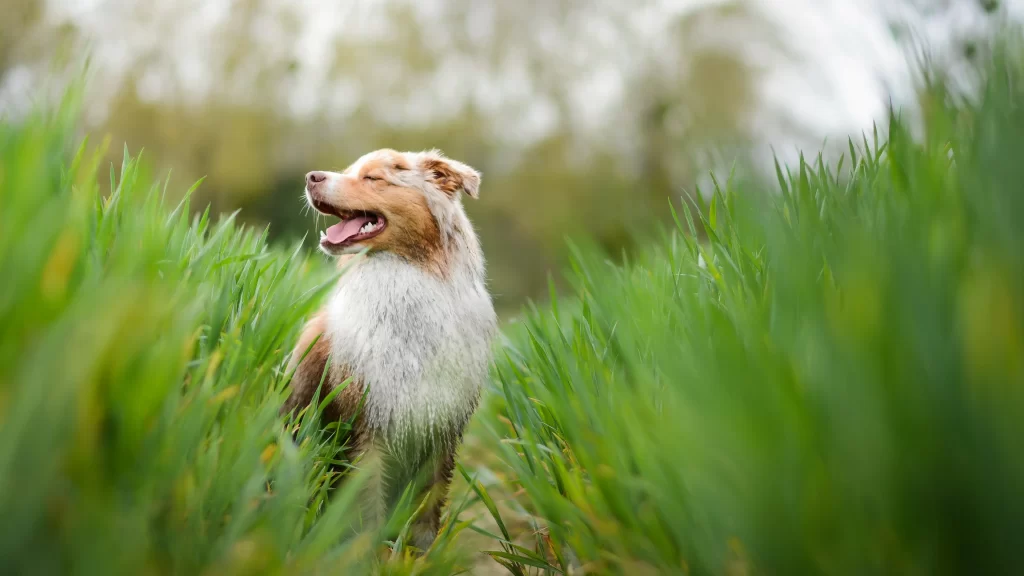 Dog Green Grass Field Nature Joy