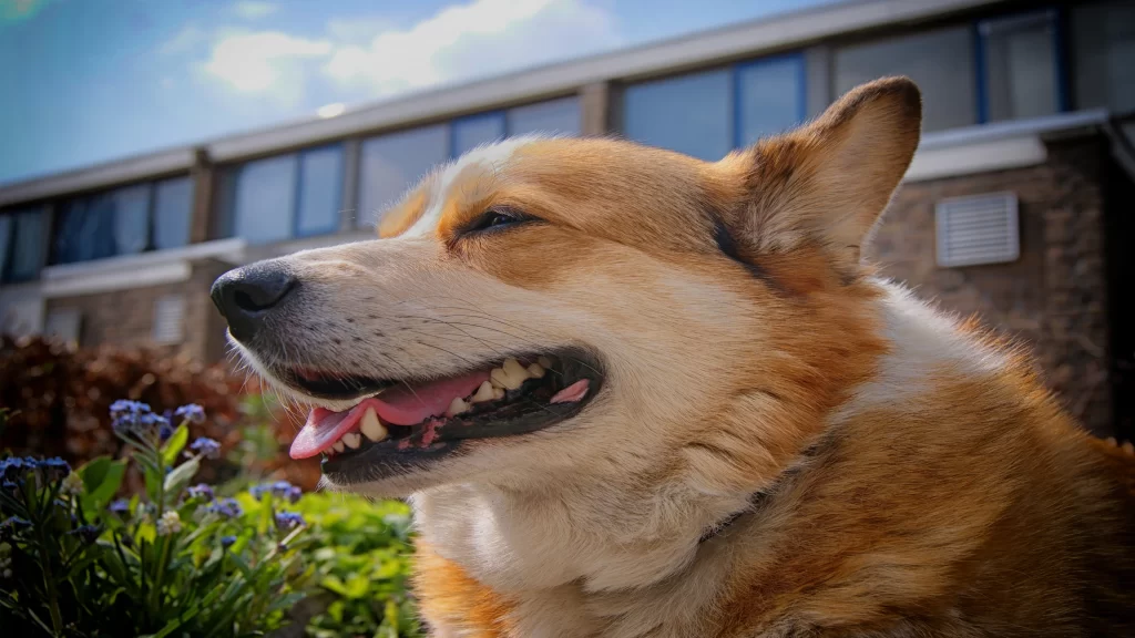 Dog Joyful Sunlight Flowers Building