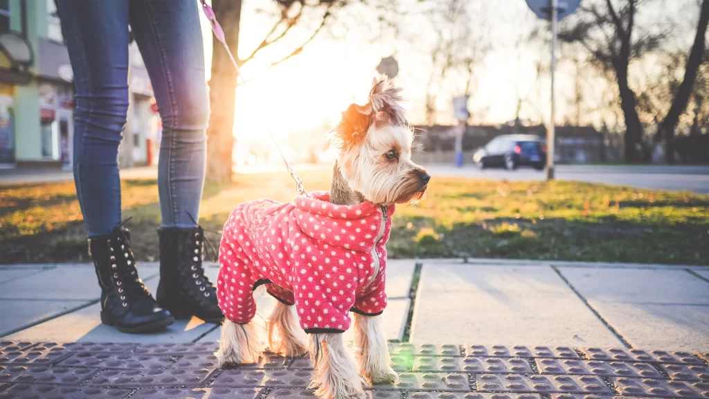 Dog Pink Coat Walk Sunlight Grass