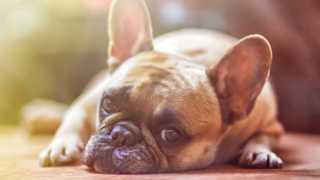 Dog Relaxing Warmth Soft Focus Cozy