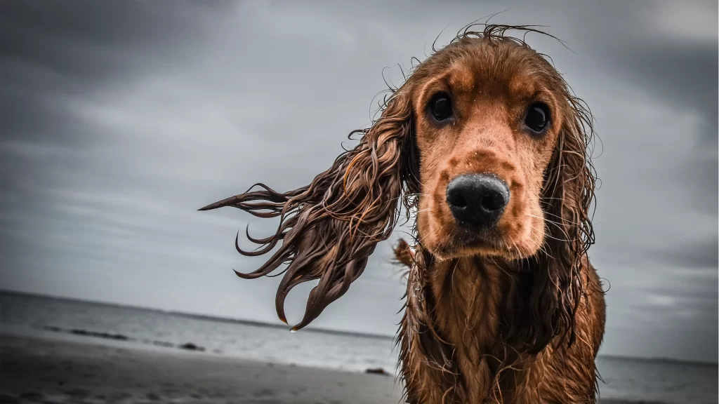 Dog Wet Fur Windy Beach Ocean