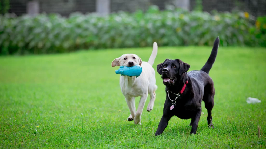 dogs play grass toy run