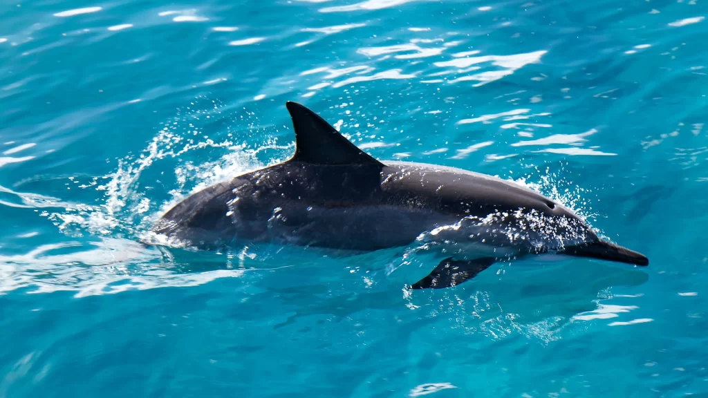 Dolphin Aqua Blue Water Splashes Sunlight
