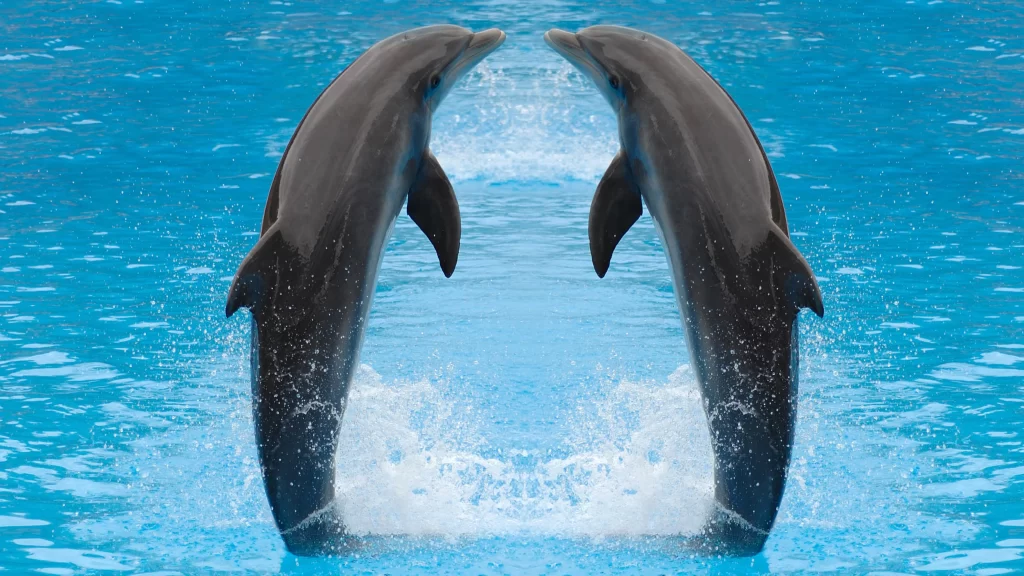 dolphins jumping water splash blue ocean