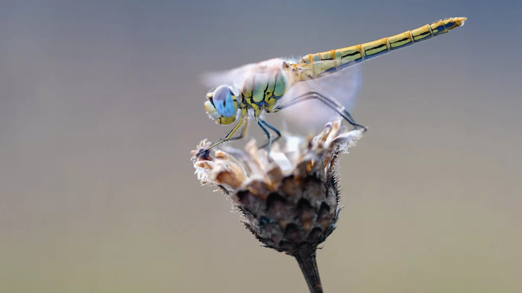 Dragonfly Nature Insect Flower Petal Wild
