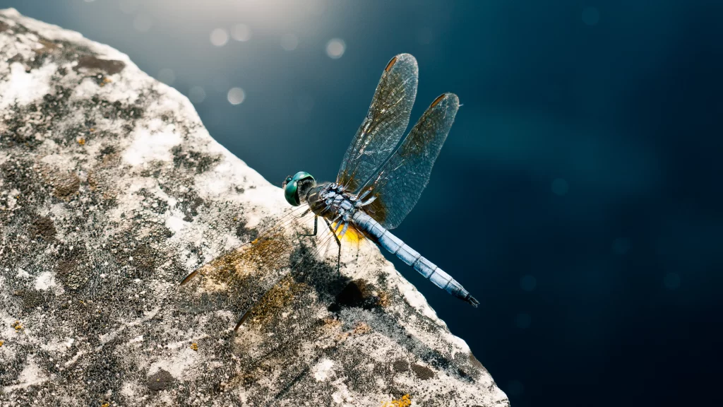Dragonfly Stone Water Nature Sunlight