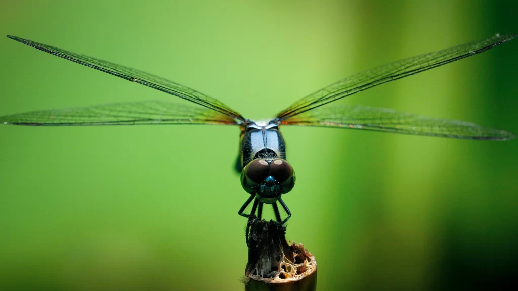 Dragonfly Wings Nature Green Background