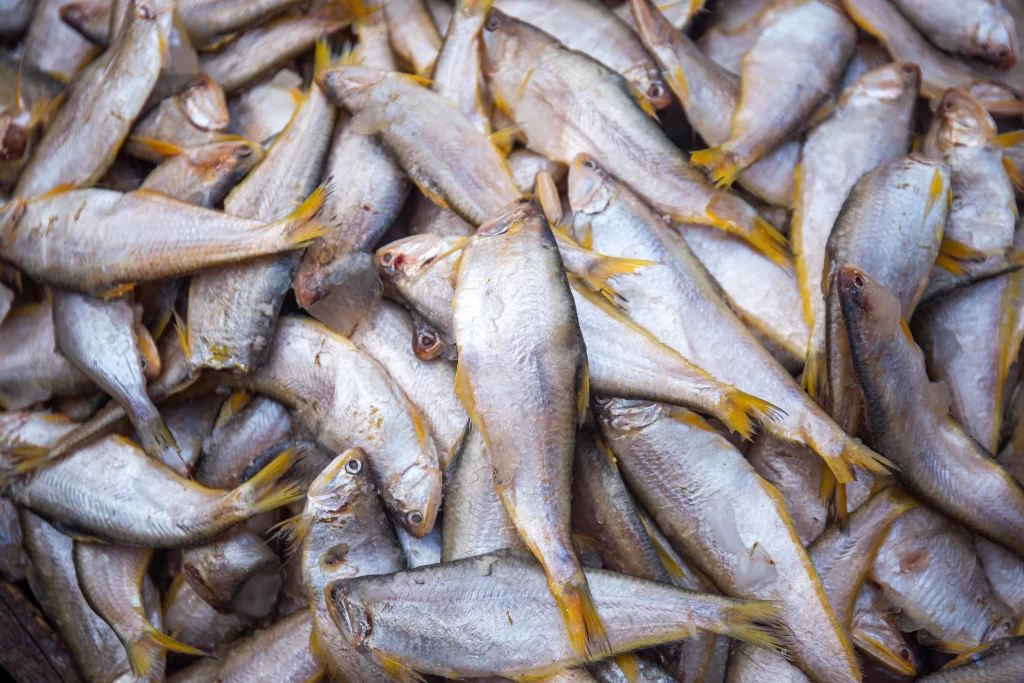 Dried Fish Silver Yellow Tail