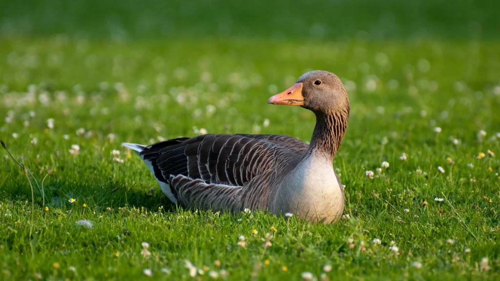 Duck Green Grass Field Nature Wildflowers