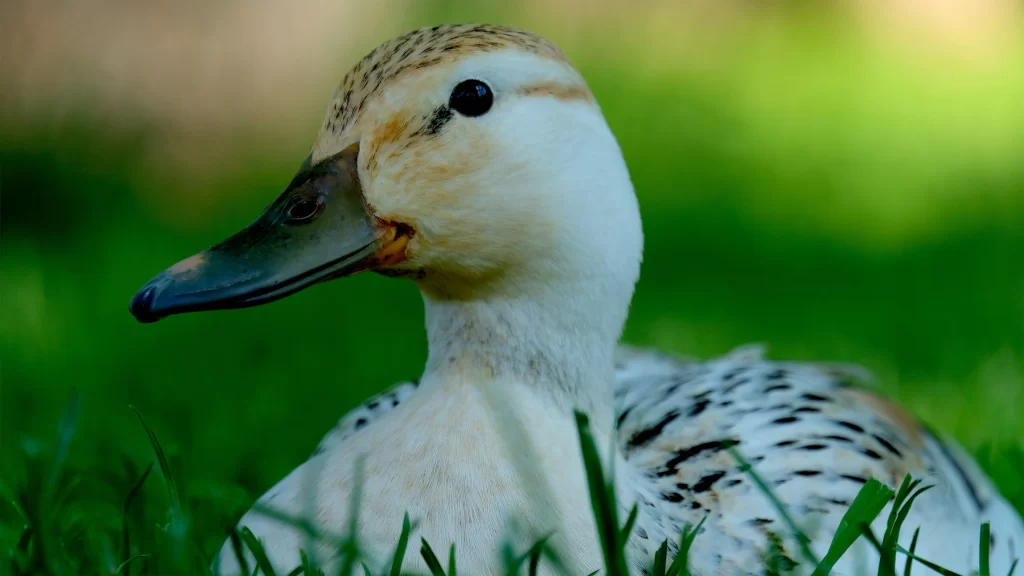 Duck Green Grass Nature Feather Wildlife