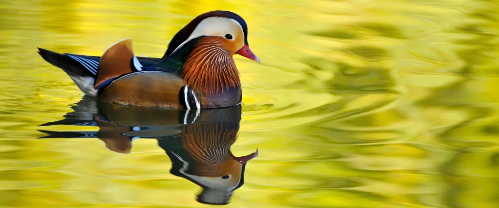 duck water reflection colorful nature