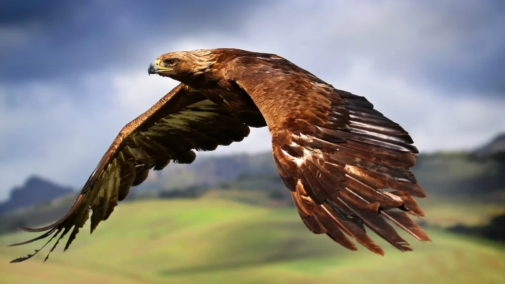 Eagle Flying Nature Landscape Wildlife