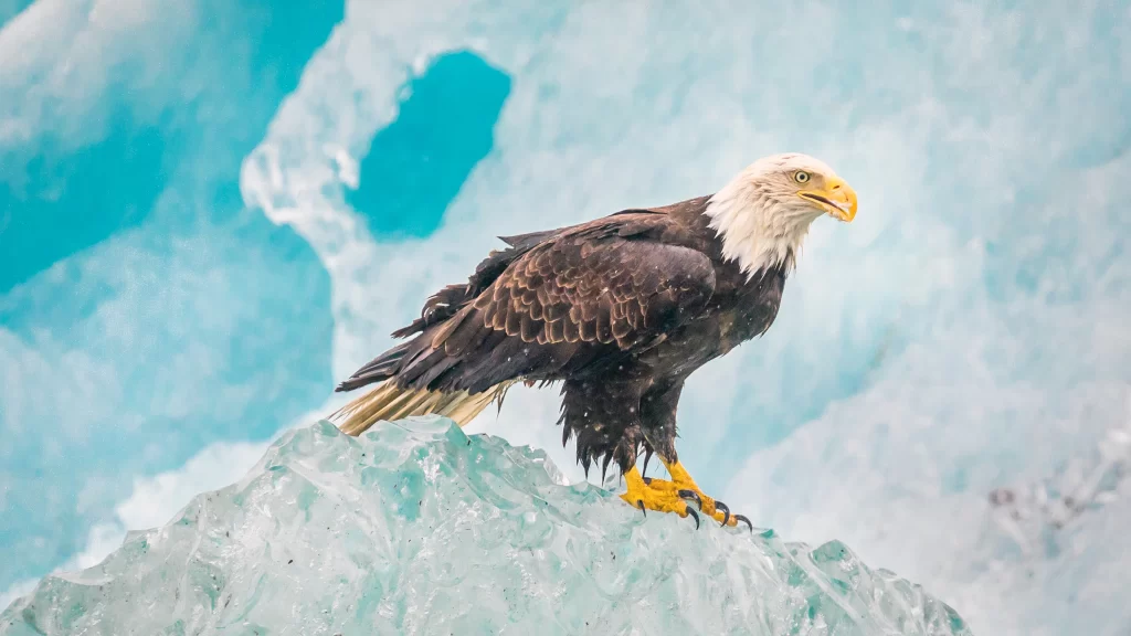 Eagle Ice Glacier Blue White
