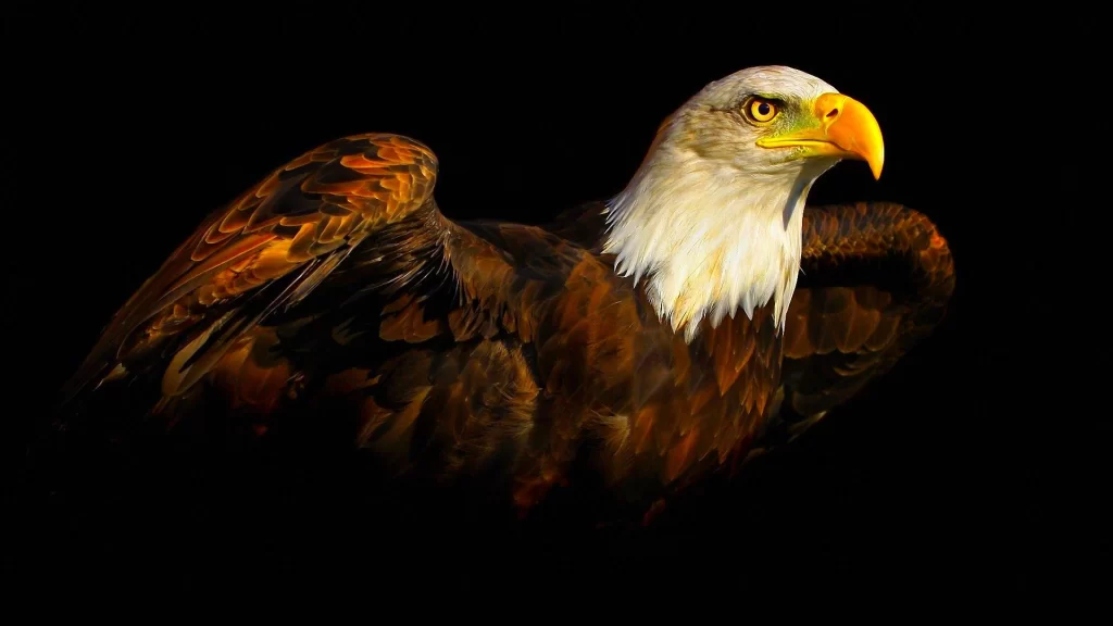 Eagle Majestic Brown Feathers White Head Yellow Beak