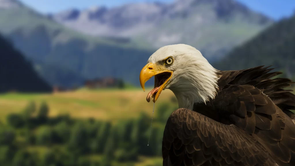 Eagle Majestic White Head Yellow Beak Mountain