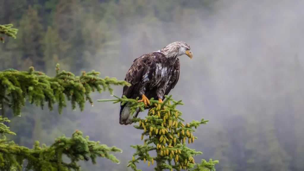 Eagle Pine Branch Green Coniferous Forest