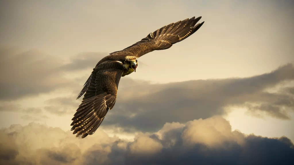 Eagle Soaring Clouds Sky Wings Nature