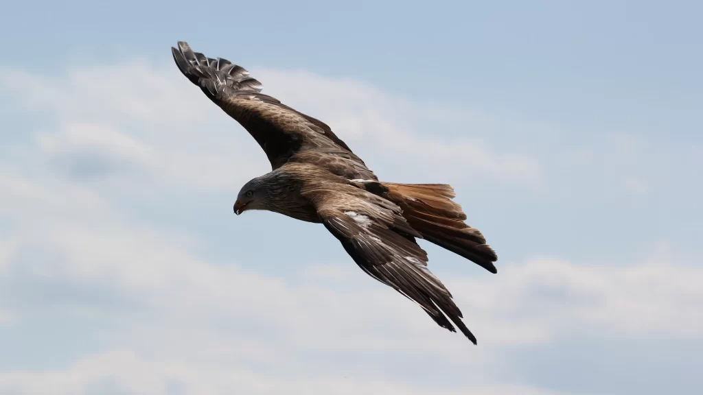 Eagle Soaring Wings Spread Blue Sky White Clouds