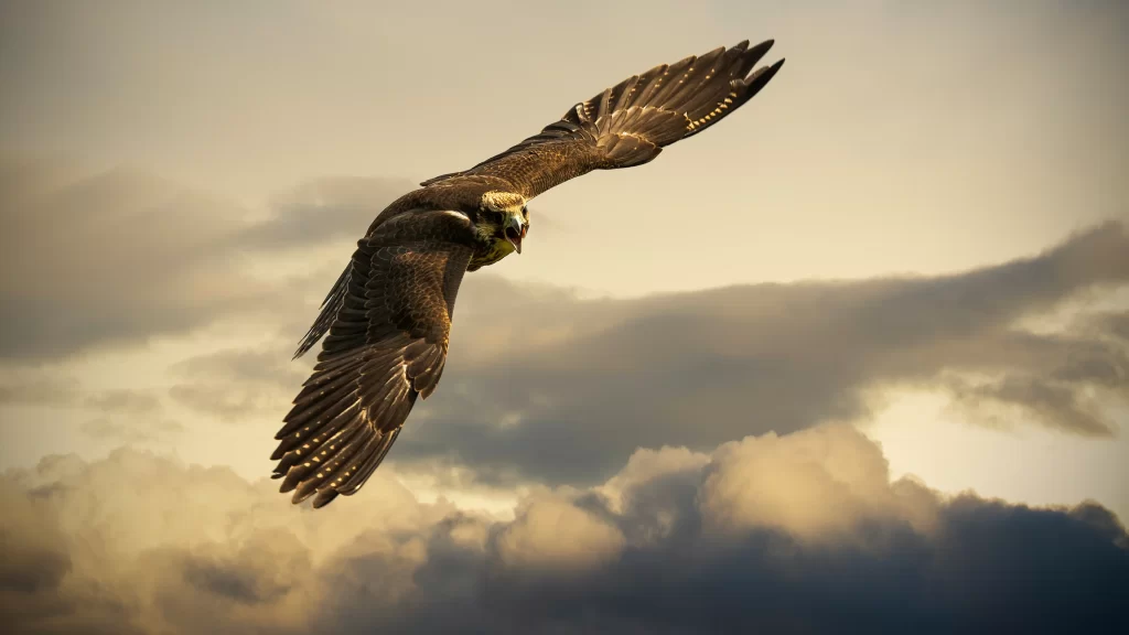Eagle Wings Clouds Sky Flight Nature