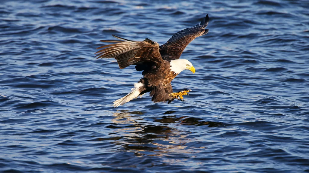 Eagle Wings Water Reflection Nature