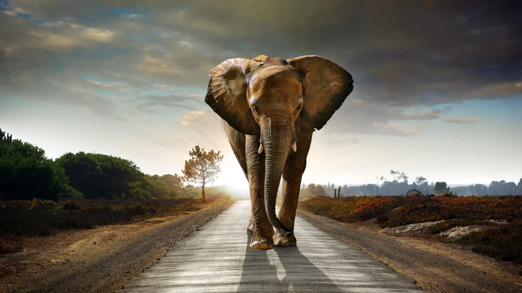 Elephant Road Nature Landscape Sunlight Clouds