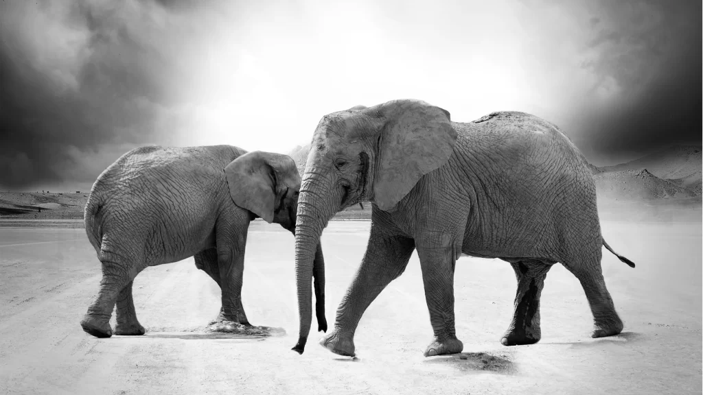 Elephants Desert Dusty Landscape Monochrome