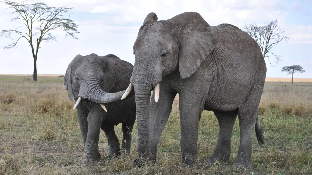 Elephants Grassland Savannah Trees Sky