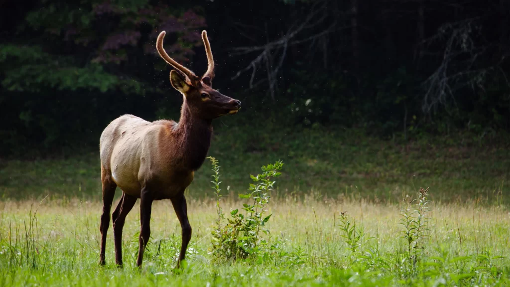 Elk Nature Grassland Forest Sunlight