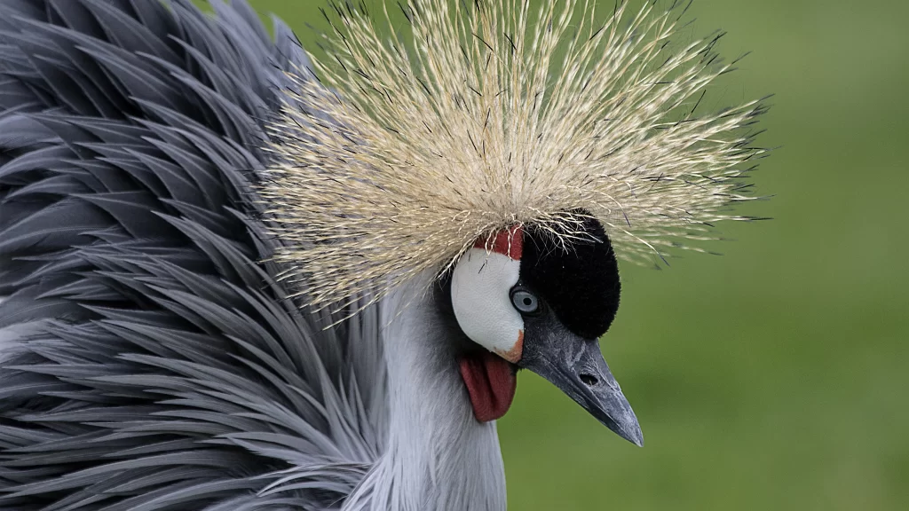 Feathered Crown Majestic Bird Vivid Colors Natural Beauty Wildlife