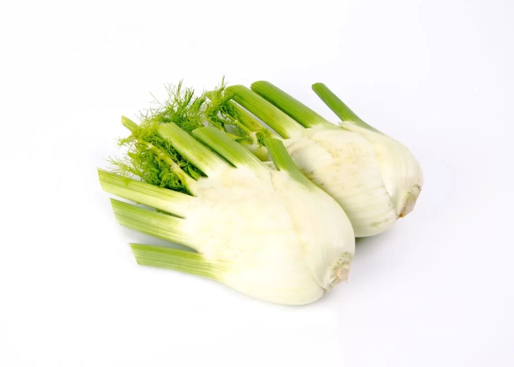 Fennel Bulb White Green Fronds