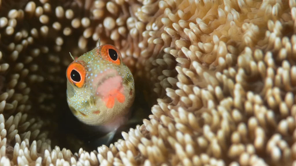 fish coral reef ocean marine life underwater biodiversity