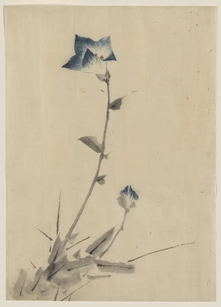 Flower Blue Petal Stem Leaves Grass