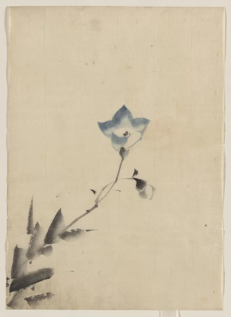 Flower Blue Petals Stem Leaves Delicate