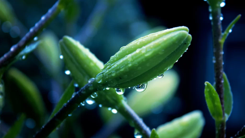 flower bud water droplets green leaves nature