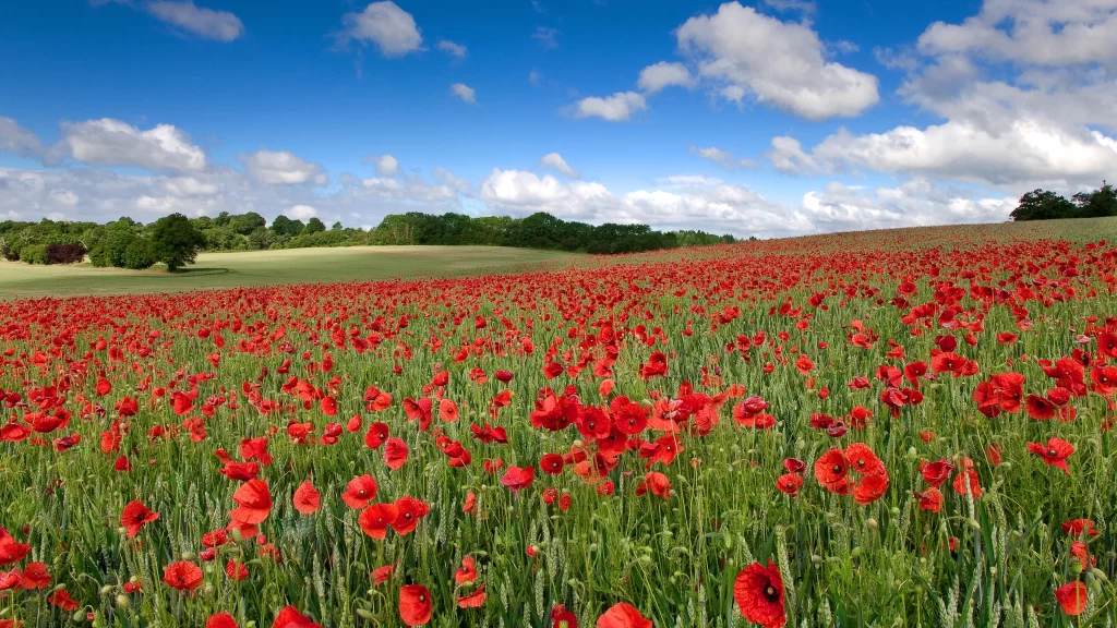 flowers field sky clouds