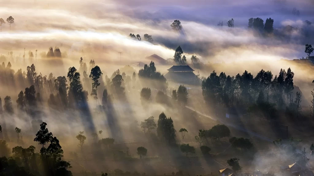 fog trees sunlight landscape mist nature tranquility morning