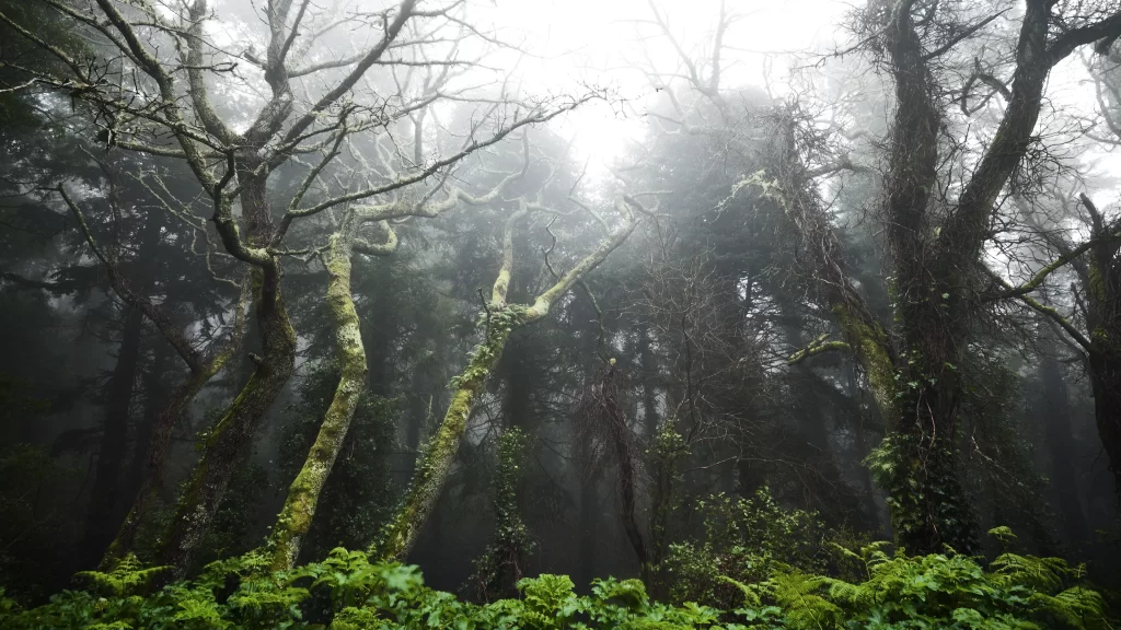 foggy forest greenery misty trees nature