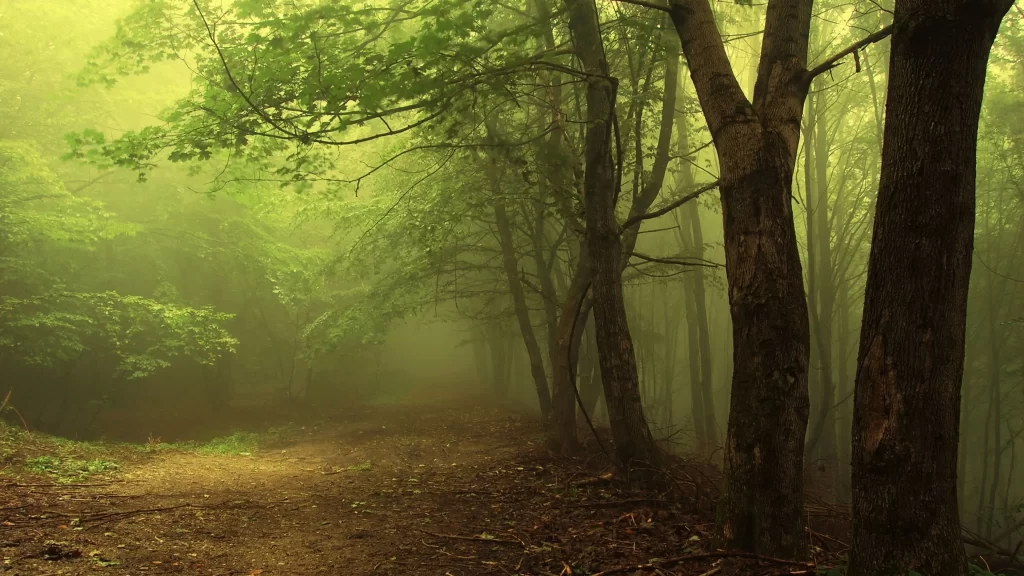 foggy forest path trees green leaves