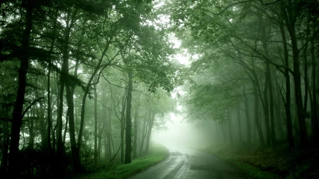 foggy forest road trees mist serene