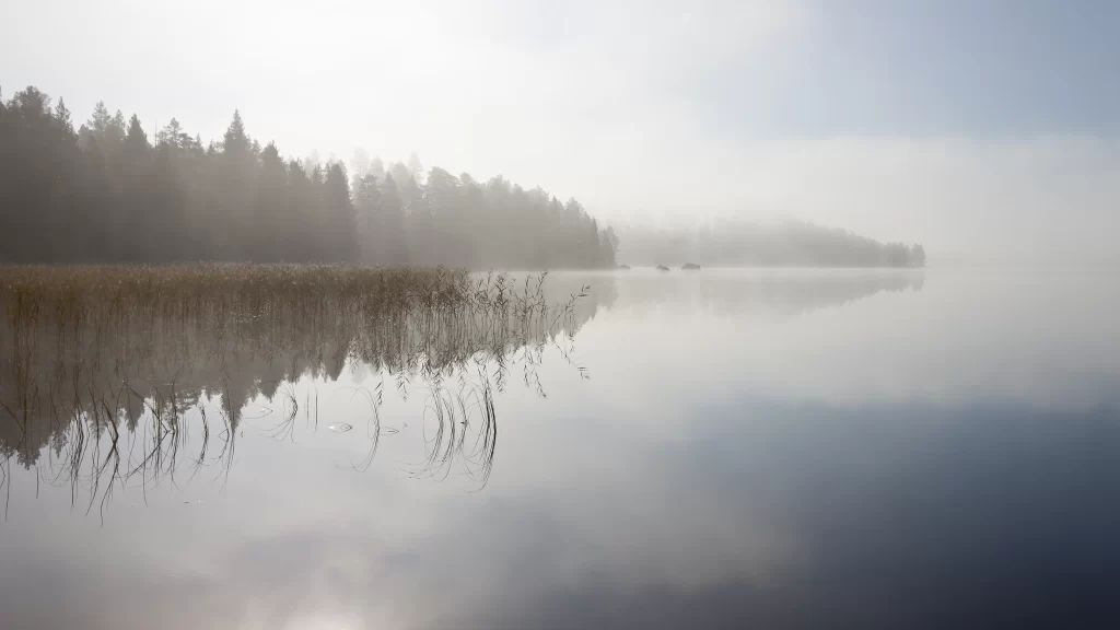 foggy lake calm water reeds trees reflection